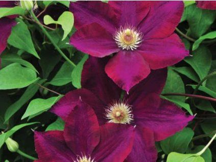 Plamének VOLCANO 'Mazowsze'  Clematis VOLCANO 'Mazowsze'