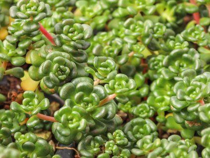 Rozchodník oreganum - Sedum oreganum  Sedum oreganum