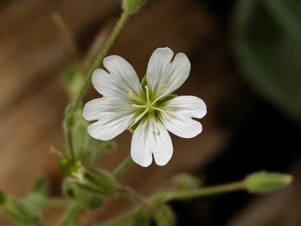 Rožec alpský - Cerastinum alpinum ssp. lanatum  Cerastinum alpinum ssp. lanatum