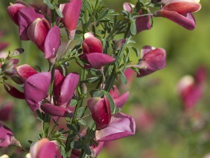 Čilimník 'Burkwoodii'  Cytisus 'Burkwoodii'