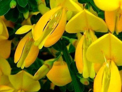 Čilimník 'Golden Sunlight'  Cytisus 'Golden Sunlight'