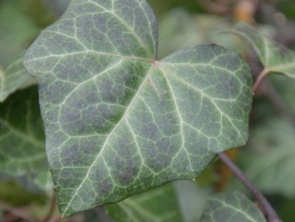 Břečťan popínavý 'Bialystok'  Hedera helix 'Bialystok'