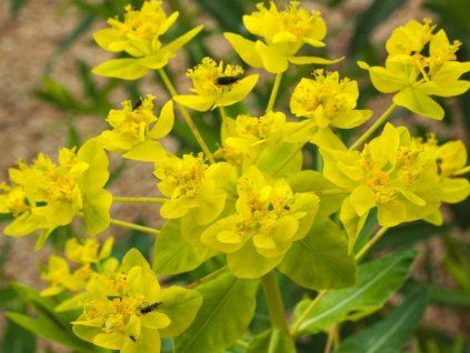 palustris