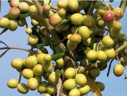 arbosana