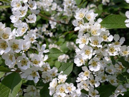 st�emcha2