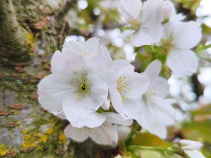 103793 sakura ozdobna taihaku