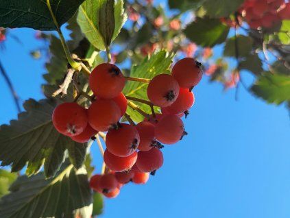 Sorbus austriaca (7)