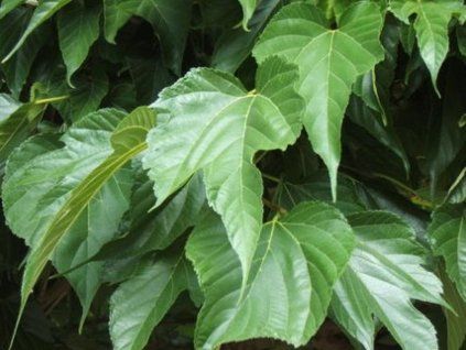 fruit