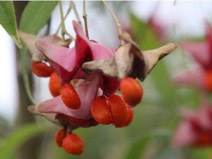 Euonymus clivicolus 03