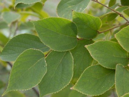 celtis5