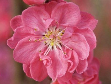 pink2