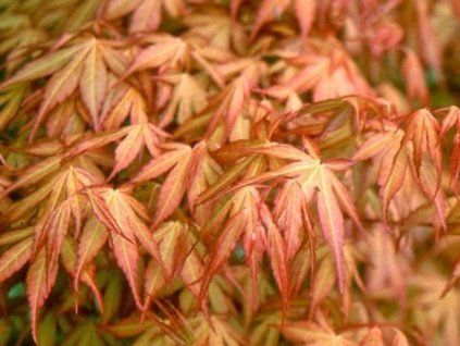 katsura