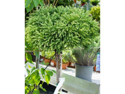 Cryptomeria Elegans Nana