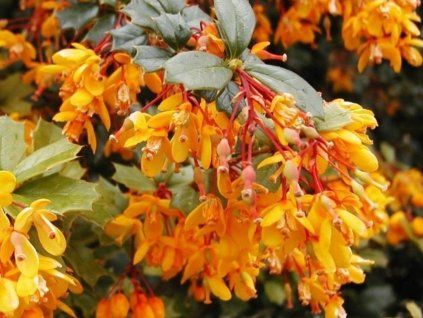 apricot