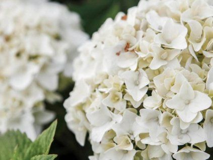 summer white