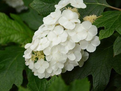 Hortenzie dubolistá 'Snow Queen'  Hydrangea quercifolia 'Snow Queen'