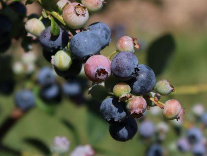 Kanadská borůvka 'Emblue'  Vaccinium corymbosum 'Emblue'