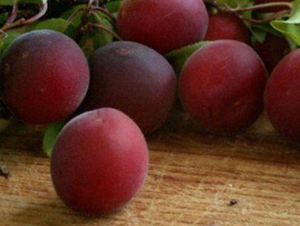 Švestkomeruňka 'Susin Cocco'  Prunus hybrid 'Susin Cocco'