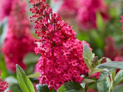 106334 9 106334 9 106334 9 106334 9 106334 9 106334 9 106334 9 buddleja butterfly candy little ruby 1