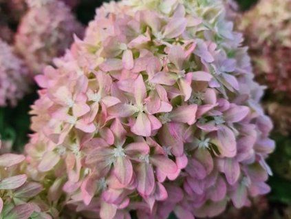 Hortenzie latnatá 'Pixio®'  Hydrangea paniculata 'Pixio®'