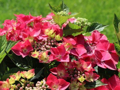 tellerhortensie royalty collection kardinal m014489 w 4