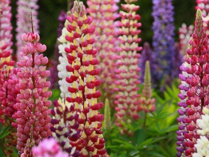 Lupina 'West Country'  Lupinus 'West Country'