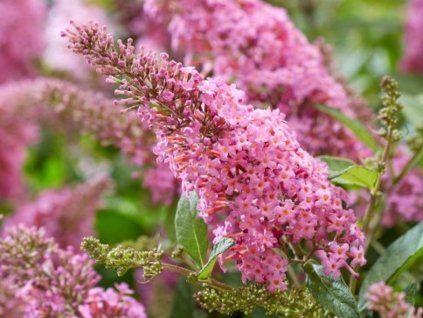 106838 little pink
