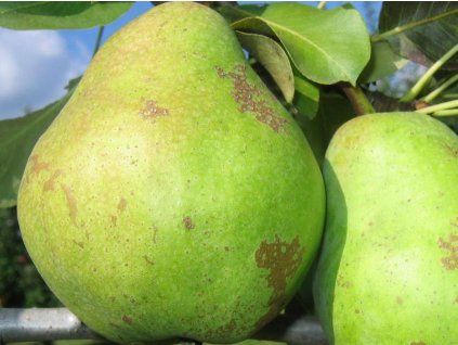 Hrušeň 'Luna'  Pyrus communis 'Luna'