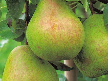 Hrušeň 'Milka'  Pyrus communis 'Milka'