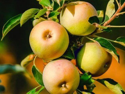 Jabloň sloupovitá 'Lopini®'  Malus domestica 'Lopini'