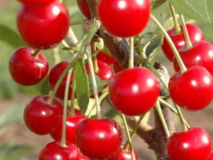 Višeň keřová 'Vowi'  Prunus fruticosa x prunus cerasus 'Vowi'