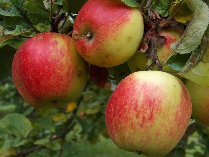 Jabloň 'Oldenburgovo'  Malus domestica 'Oldenburgovo'