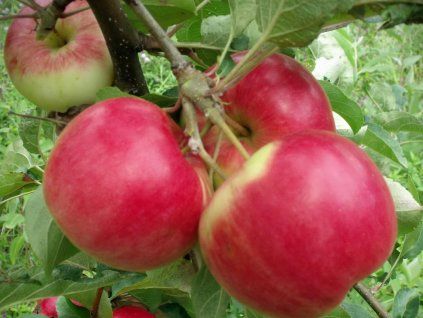 Jabloň 'Red Melba'  Malus domestica 'Red Melba'