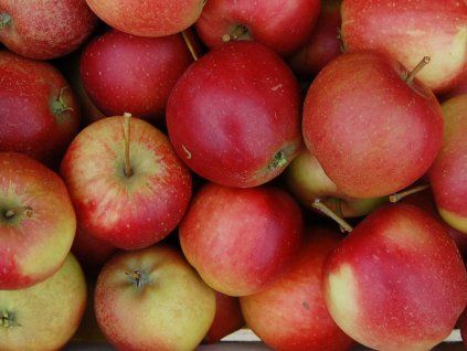 Jabloň 'Eliza' ('Elise Rathke')  Malus domestica 'Eliza'