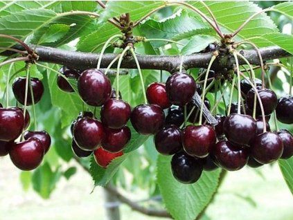 Třešeň 'Skeena'  Prunus avium 'Skeena'