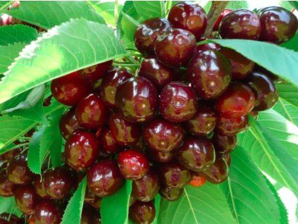 Třešeň 'Buvolí srdce'  Prunus avium 'Buvolí srdce'
