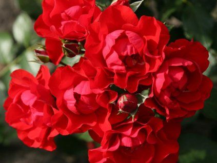 Růže 'Black Forest Rose®' (Balení speciální balení)