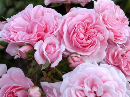 Růže 'Home&Garden®' (Balení speciální balení)