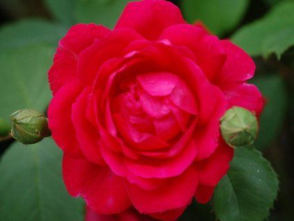 Růže 'Paul's Scarlet' (Balení speciální balení)