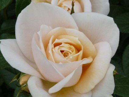 Růže 'Lions Rose®' (Balení speciální balení)