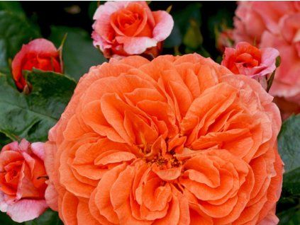 107711 ruze orangerie baleni specialni baleni