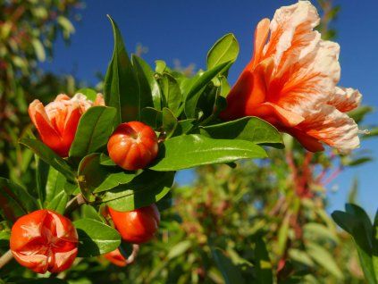 Granátové jablko 'Legrelleae'  Punica granatum 'Legrelleae'