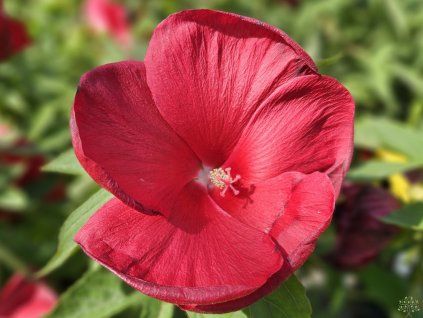 Hibiscus Raijin