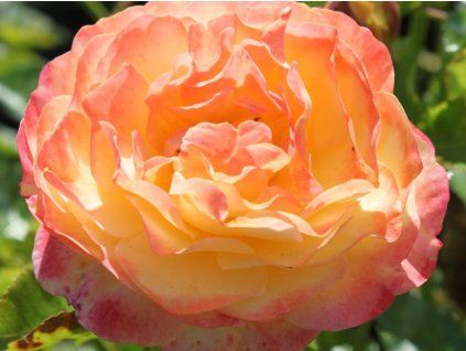 Růže 'Rose der Hoffnung®' (Balení speciální balení)
