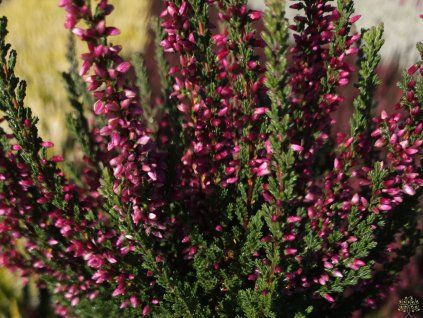 Calluna vulgaris Martina (1)