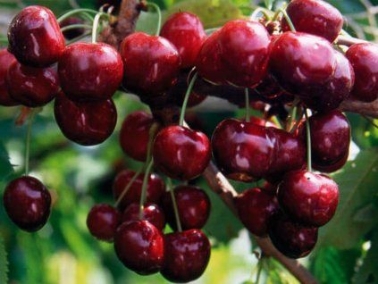 Třešeň 'Compact Lambert'  Prunus avium 'Compact Lambert'