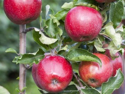 Jabloň sloupovitá 'Merlin'  Malus domestica 'Merlin'