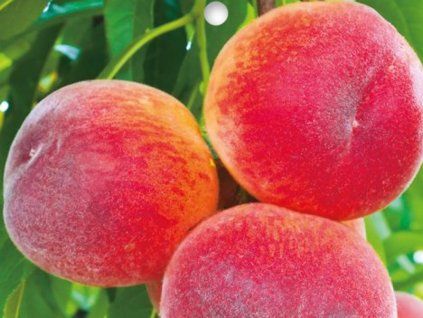 Broskvoň 'Majorita'  Prunus persica 'Majorita'
