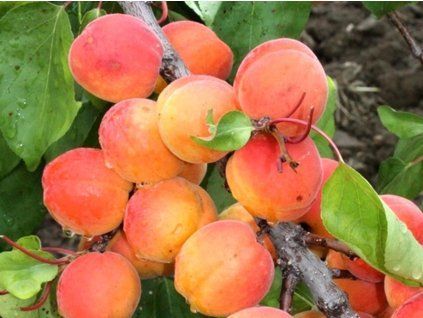 Meruňka 'Sophinka'  Prunus armeniaca 'Sophinka'