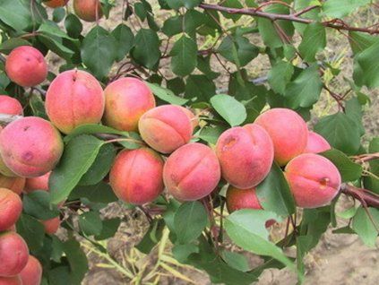 Meruňka 'Minaret'  Prunus armeniaca 'Minaret'